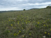 F, Lozere, Hures-la-Parade, Nivoliers 16, Saxifraga-Willem van Kruijsbergen